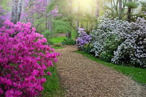 walkway through garden